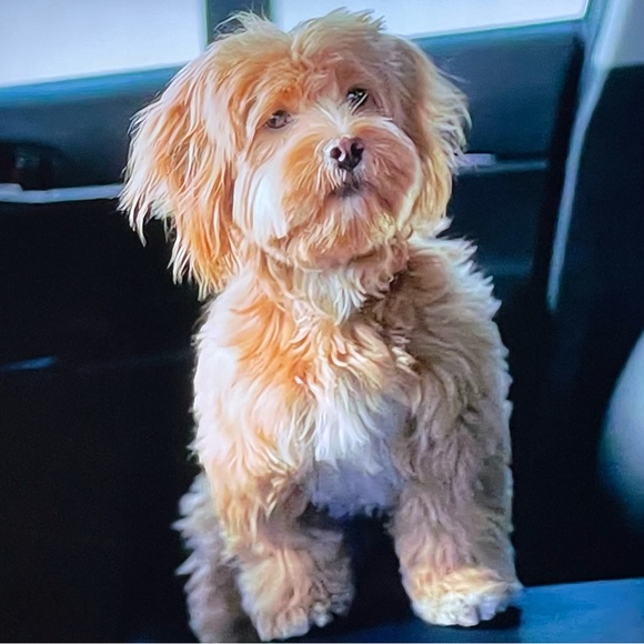 Meet your Posher, Patricia - Picture 2 of 4